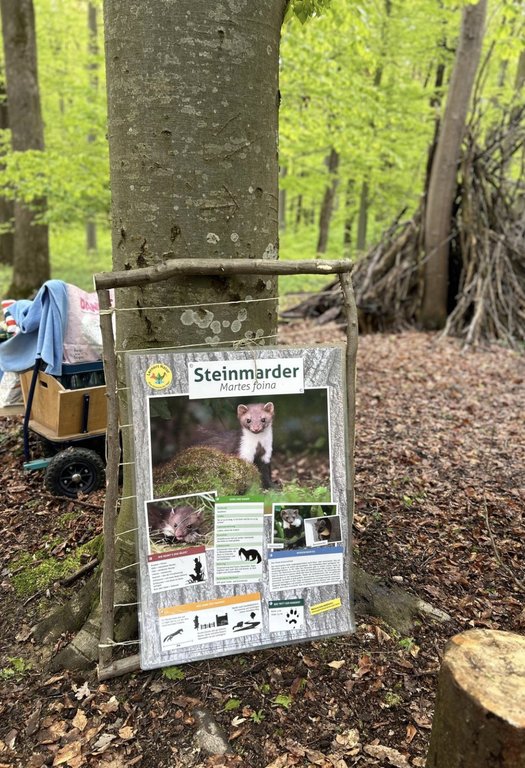 Ein Informationsplakat über den Steinmarder (Martes foina) hängt an einem Baum. Es steht im Wald, umgeben von Laub und Ästen. Im Hintergrund ein Bollerwagen und eine Laubhütte.